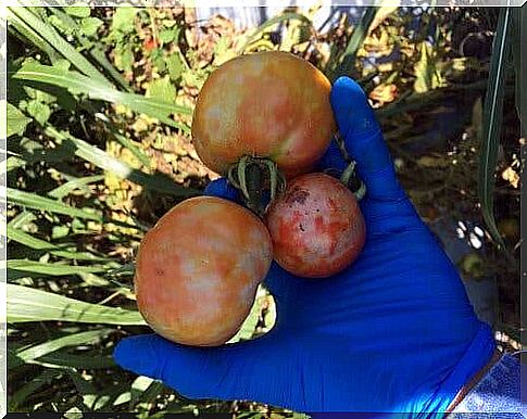 the tomato wilt virus alters the feeding behavior of its vector