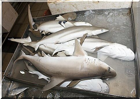 Sharks caught for the kitchen