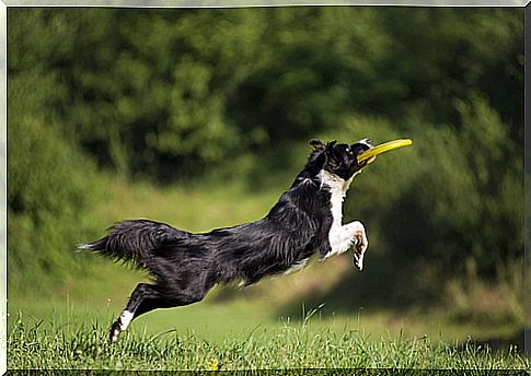 running-dog