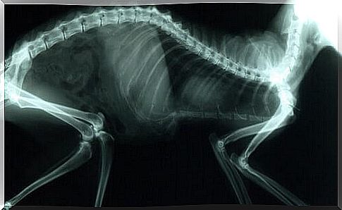 the bone structure of a cat on x-rays