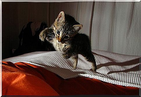 a kitten jumps on the bed