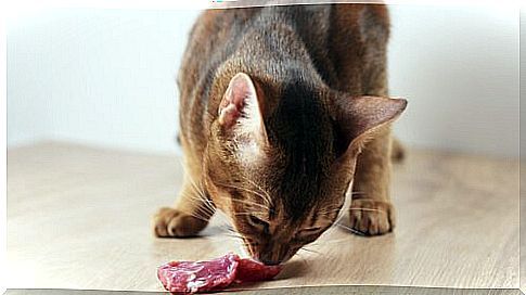 Cat eats slice of salami