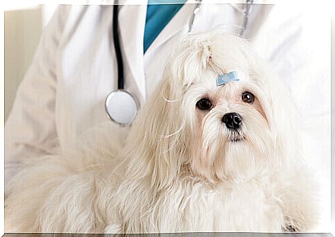 Chemotherapy for dogs