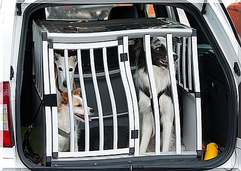 Choose the suitable pet carrier for traveling