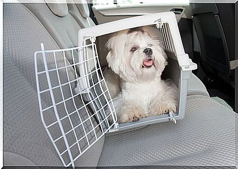 Maltese in the pet carrier in the car