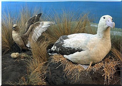 Current situation of the short-tailed albatross