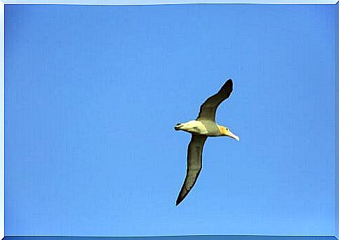 Short-tailed albatross in flight