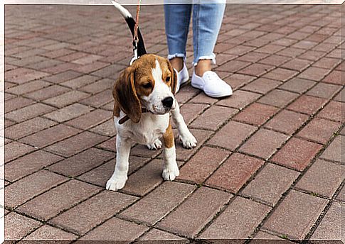 a beagle puppy walks with its owner