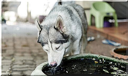 husky with cystitis drinks from the fountain