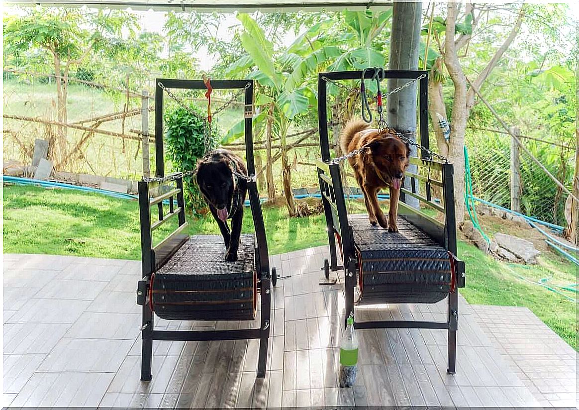 Dogs on the treadmill.