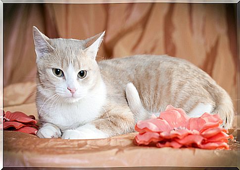 cat-with-flowers