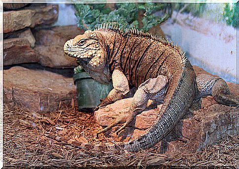 Diseases of the iguana: what they are and how to cure them