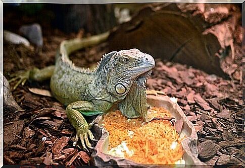 a green iguana resting on the stone of a terrarium