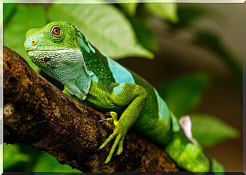 Light green iguana rests leaning on a branch