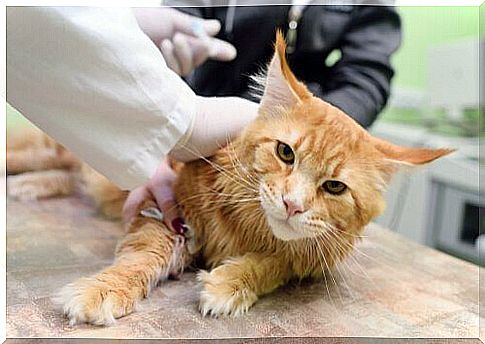 Diseases transmitted by cats