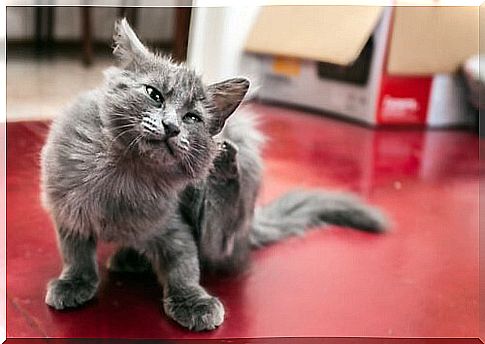 a little cat scratches itself with its hind leg