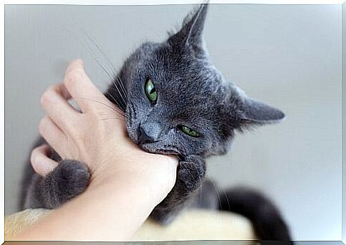 cat with green eyes bites hand of girl