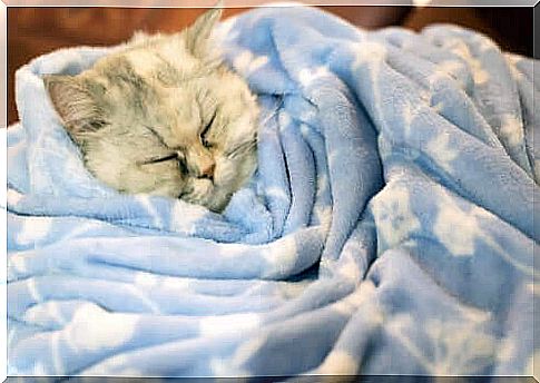 Do cats hibernate in winter?