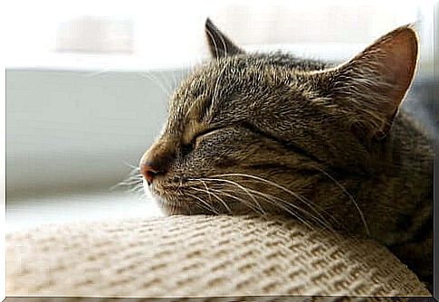 Cat sleeping with his head on the sofa