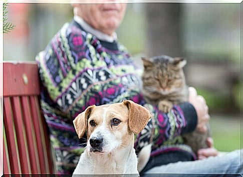 dog-and-cat-with-old-person