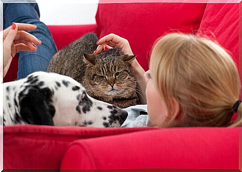 love-woman-dog-and-cat-on-sofa