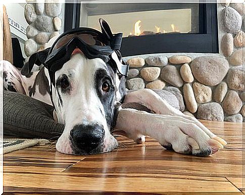 Great Dane lying in the living room with a mask on his head