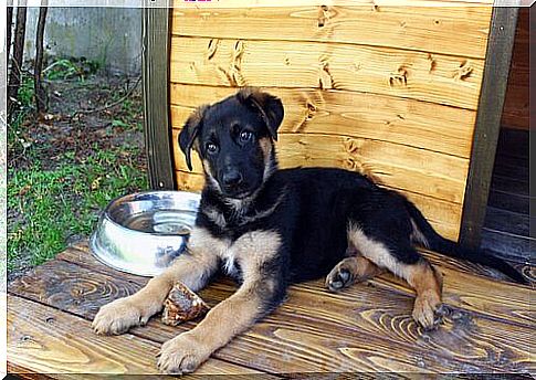 German shepherd puppy near a bowl