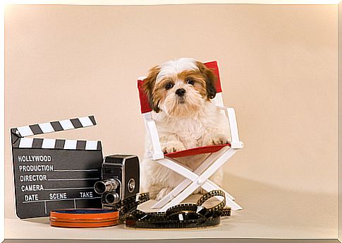 Dog training for cinema and TV