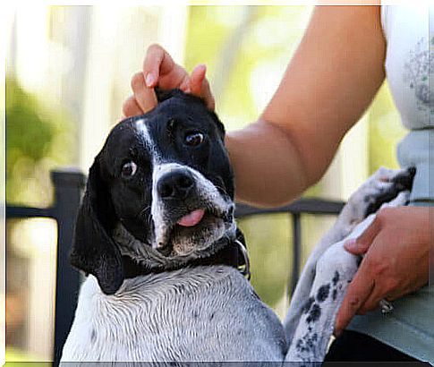 hand-stroking-dog