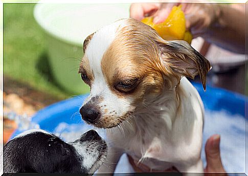 dog-bath