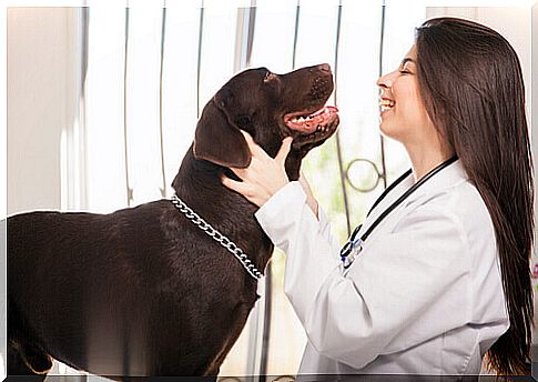 veterinarian-and-dog