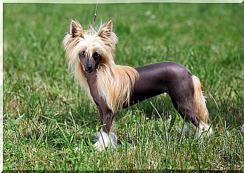 Chinese hairless dog belonging to the dogs of group 9