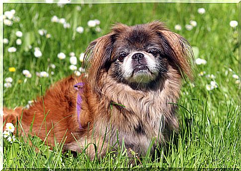 Pekingese dog on the lawn