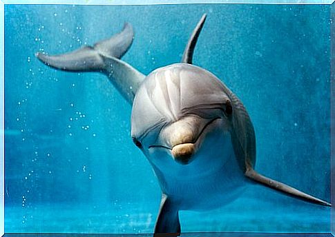 The behavior of dolphins: is it almost human?