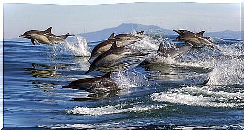 a pod of dolphins jumps between the waves