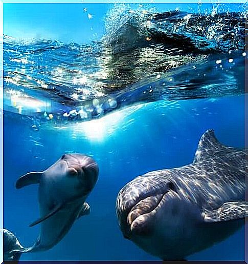 two dolphins play and swim on the surface of the water