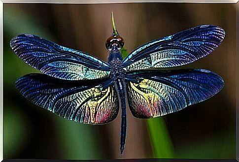 Dragonflies, the most fascinating winged insects