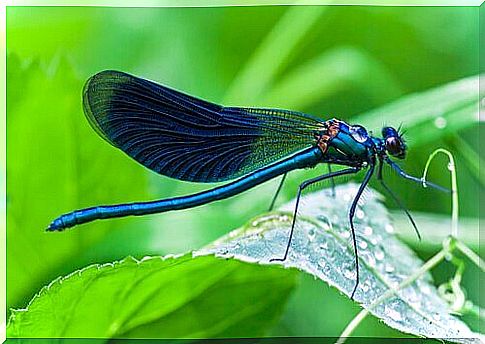 a dragonfly in profile resting on a plant