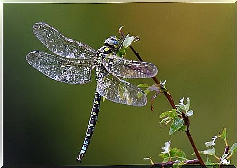 a dragonfly with transparent wings feeds on a flower