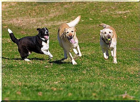 Dogs play in the green