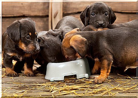 puppies-eating