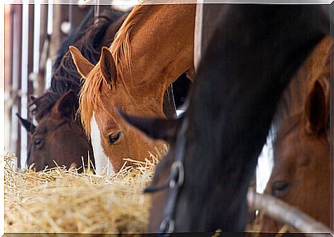 Feeding the horse: 4 tips to feed it well