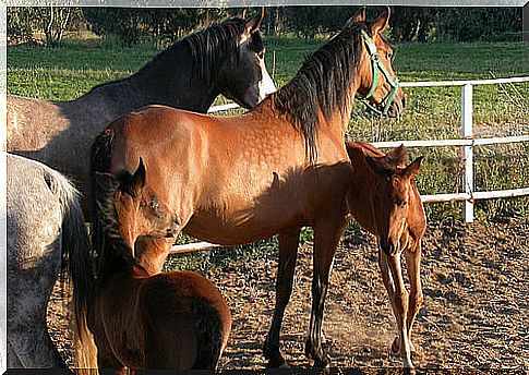 cavalli e puledri stanno insieme in un recinto