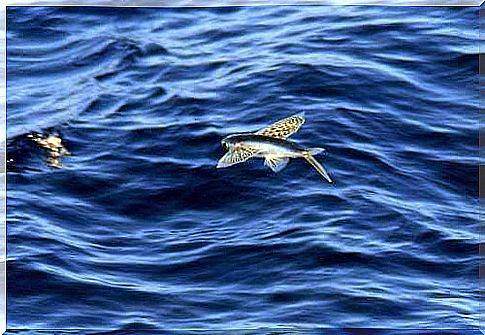 Flying fish: curiosities and characteristics