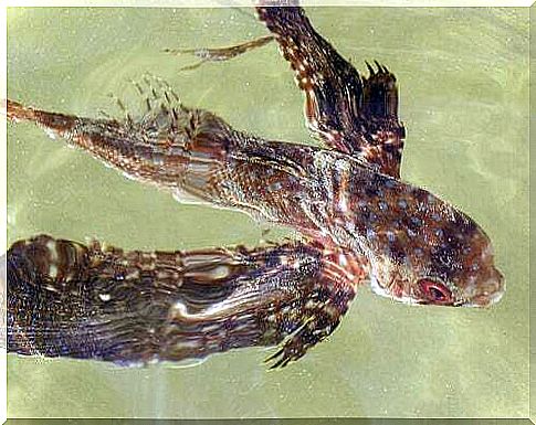 Fish with wings in the water