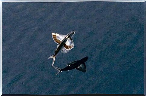 Flying fish: the 3 most common species