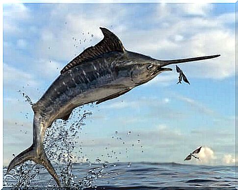 Swordfish attacking a flying fish