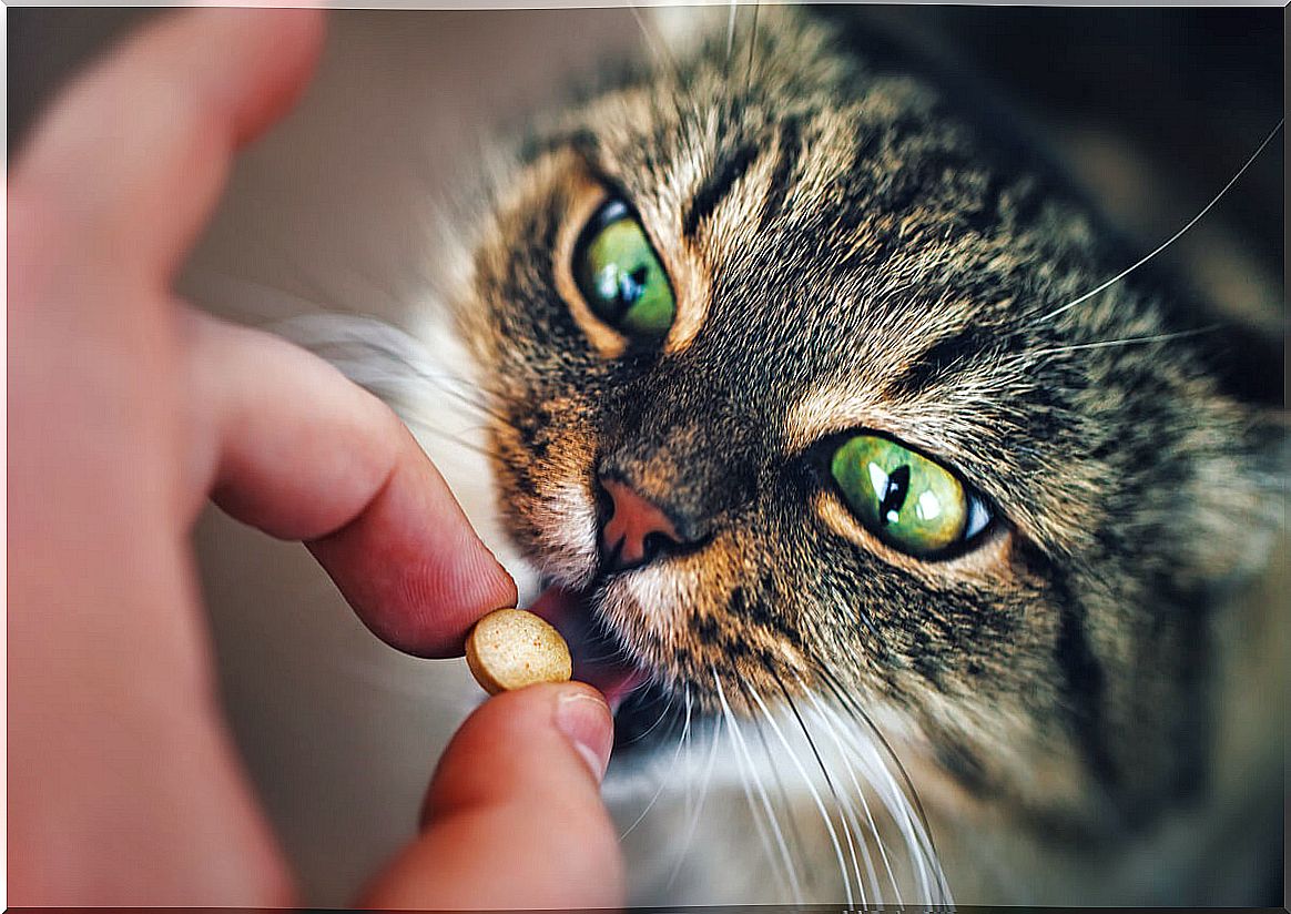 A cat takes a pill.