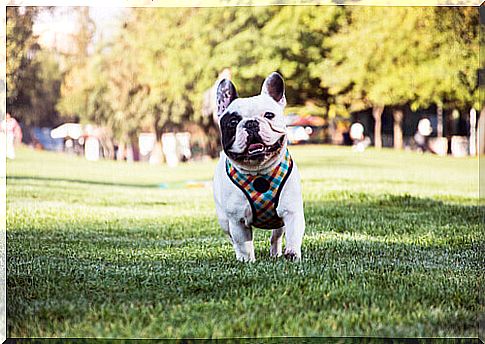 French Bulldog: an affectionate and intelligent dog