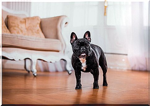 French bulldog in the house